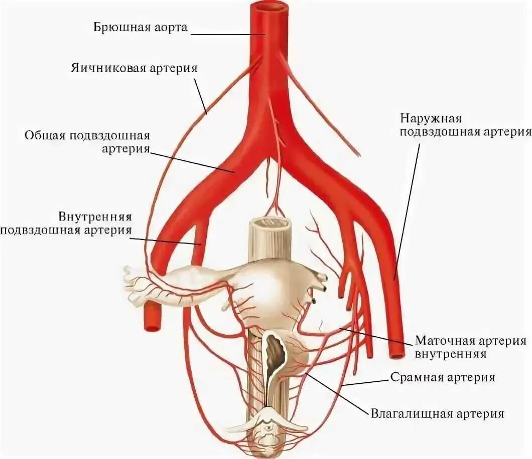 Аорта в ноге. Кровоснабжение органов матки. Топографическая анатомия маточной артерии. Общая подвздошная артерия схема. Наружная подвздошная артерия и Вена.