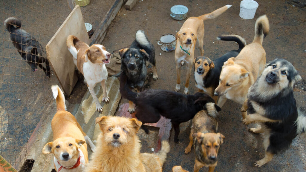 Какое слово состоит из двух животных. Уменьшительголаскательный суффиксы. Фразеологизмы про животных. Сравнения с животными. Значение слова взъерошил.