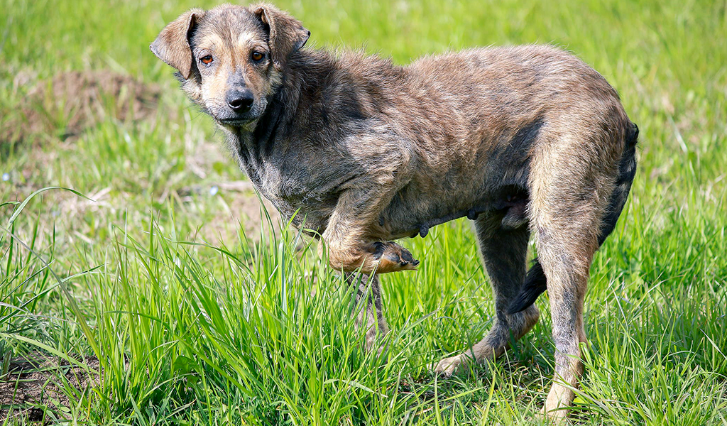 Собака вылизывается. Собака грызет задние лапы. Собака чешется. Собака грызет задние лапы. Собака грызет задние лапы.