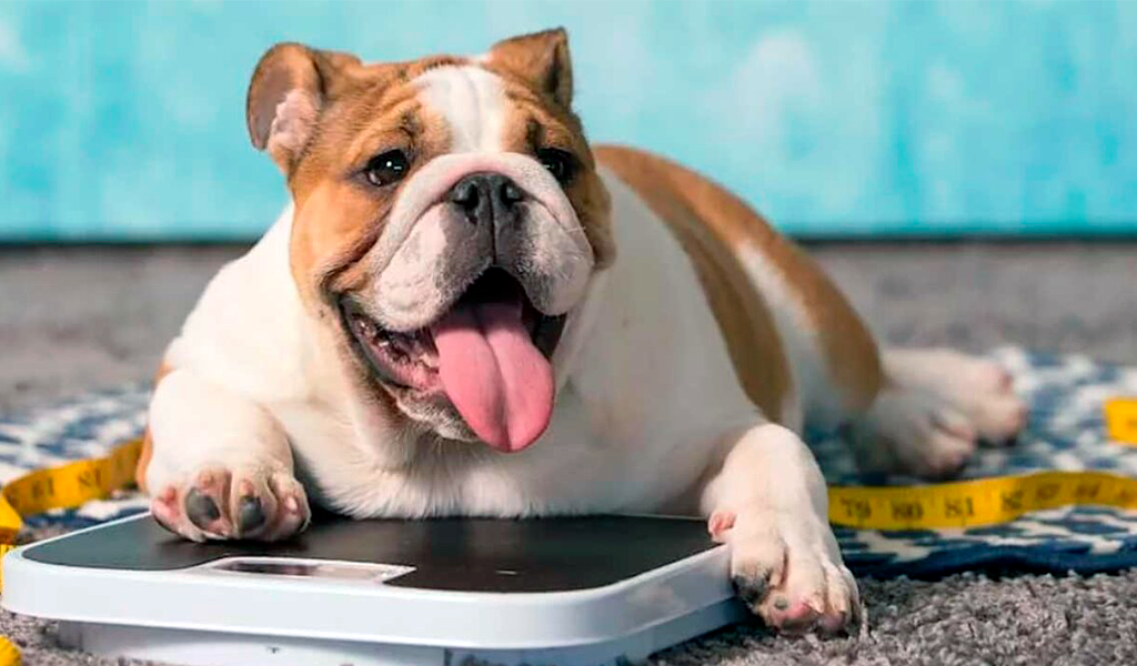 дегенеративная миелопатия у собак. собака хромает на заднюю лапу. собака стала хромать на лапу. собака припадает на передние лапы. межпальцевый фурункулез у собак.