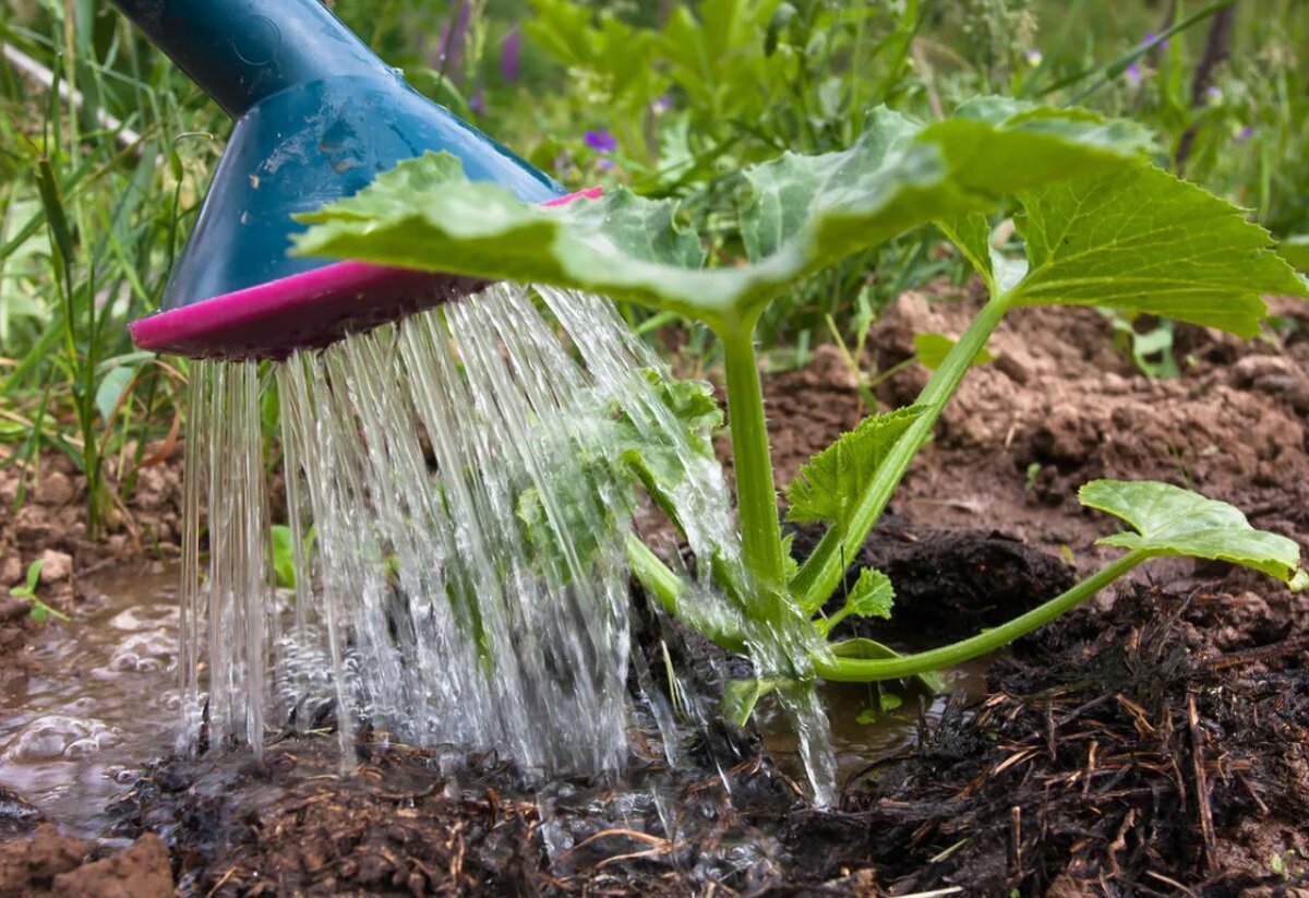 Фертика весна лето для картофеля. Какое удобрение положить. Нитрофоска удобрение картофель. Удобрение для картофеля при посадке. Удобрение при посадке.