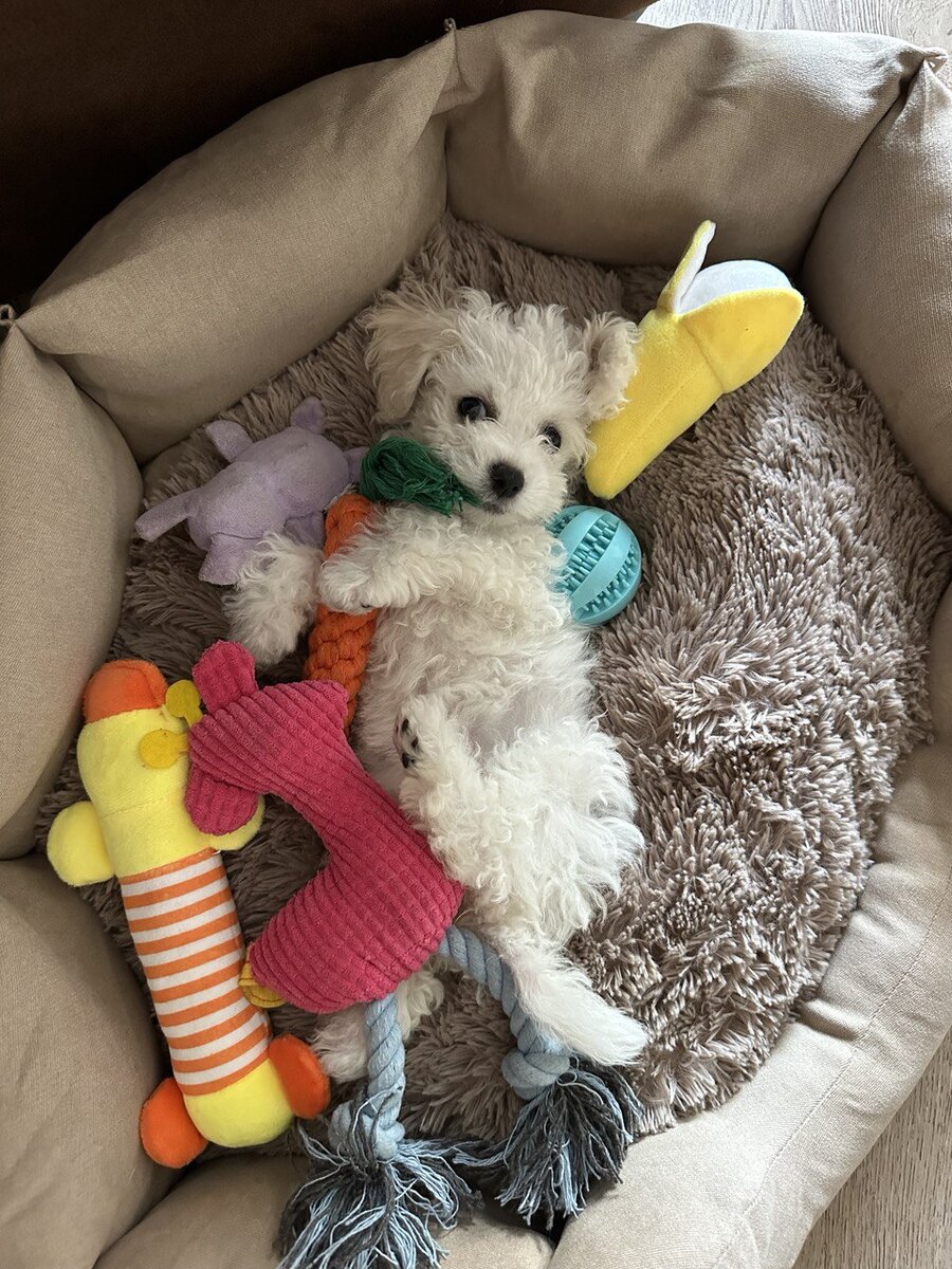 Щенок первые дни в новом доме