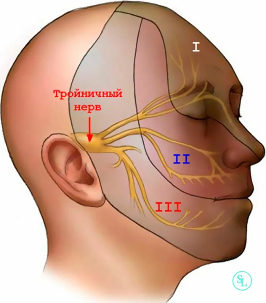 Боль головы над ухом. 1 И 2 ветвь тройничного нерва. Тройничный черепно мозговой нерв. Тройничный нерв 1 ветвь анатомия. Невралгия тройничного лицевого нерва.