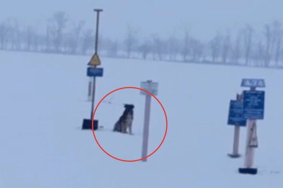    Пес преданно ждет у трассы, когда за ним вернутся СОЦСЕТИ