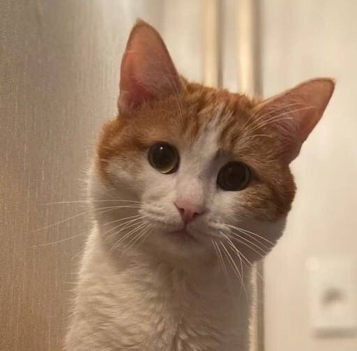 кот Твикс. фото из социальных сетей