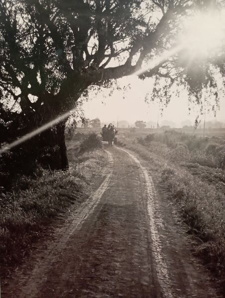 СТАРАЯ ВЕРБА У ДОРОГИ - РАННЕЕ УТРО