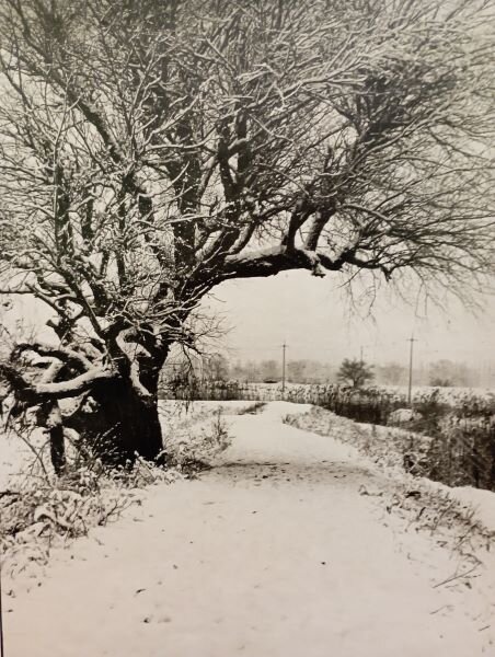 СТАРАЯ ВЕРБА У ДОРОГИ - ЗИМА