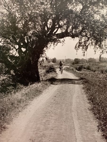СТАРАЯ ВЕРБА УДОРОГИ - ПОЛДЕНЬ