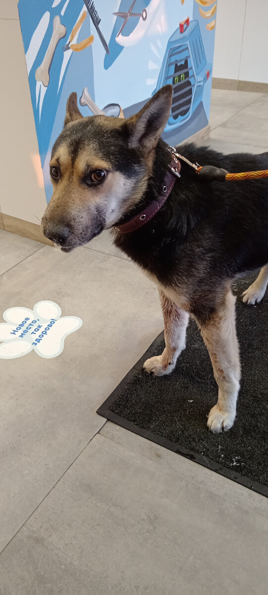 американский бигль. красивые песики. милый щенок. песик форум о собаках. милые собаки.