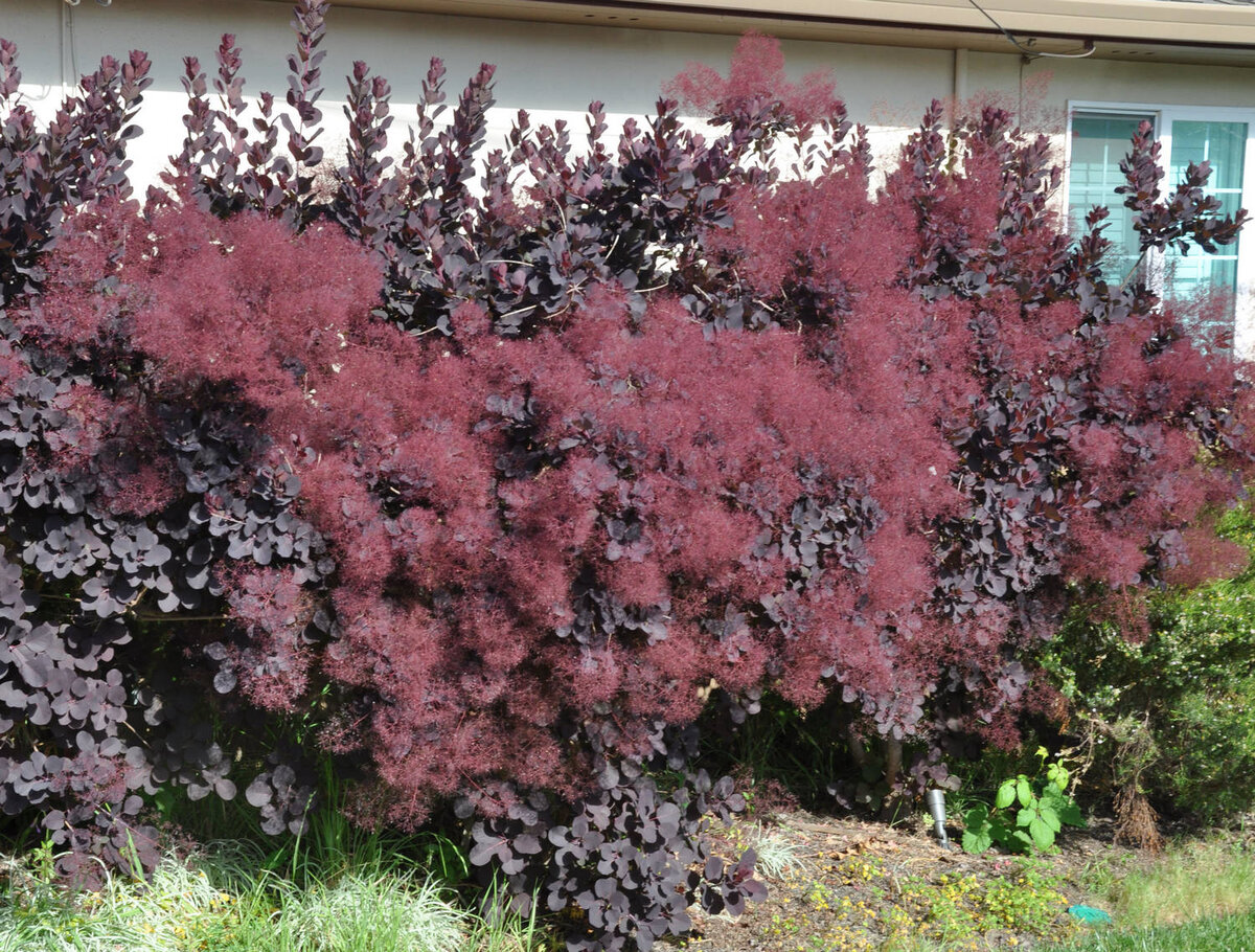 Скумпия Кожевенная Cotinus coggygria