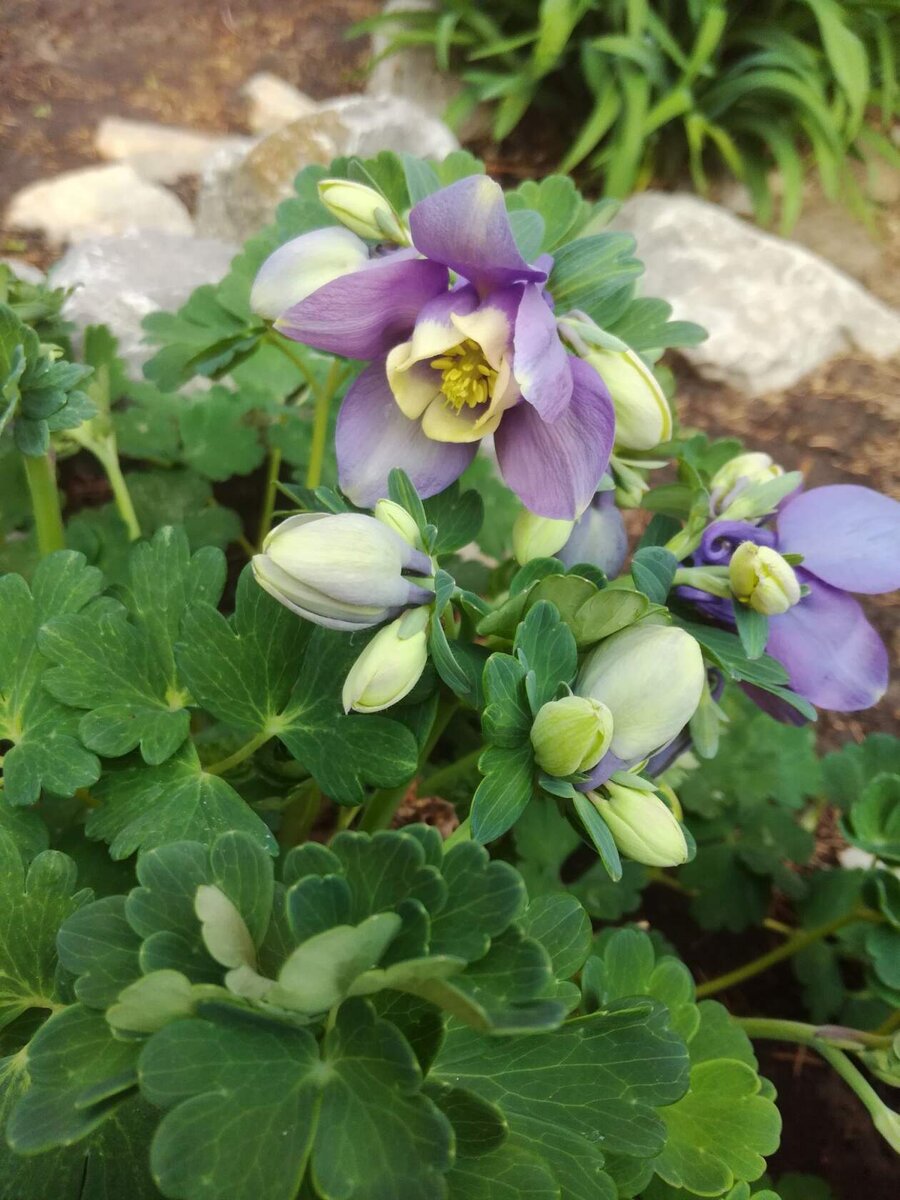 Аквилегия вееровидная 'Cameo'.