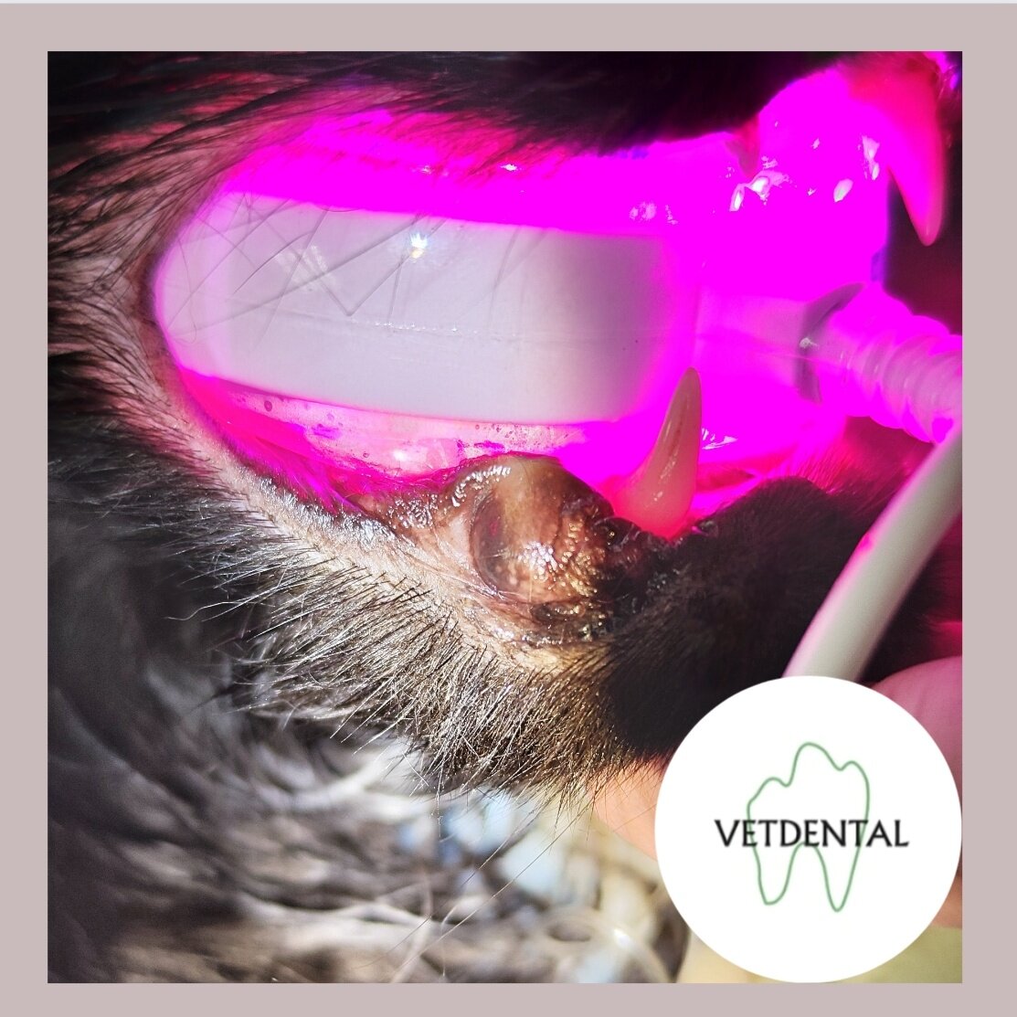 Пеликан зевает позвоночник. У какого животного зубы в желудке. Дельфины млекопитающие или. Необычные животные. Крокодил с открытой пастью.