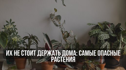 Их не стоит держать дома: самые опасные растения