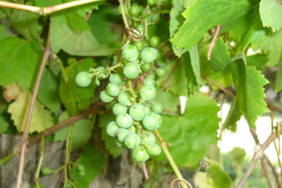 1. Виноград - растение местное

Судя по отпечаткам листьев на камнях (так называемым фоссилиям) дикий виноград на территории современного Азербайджана появился более 10 миллионов лет назад.