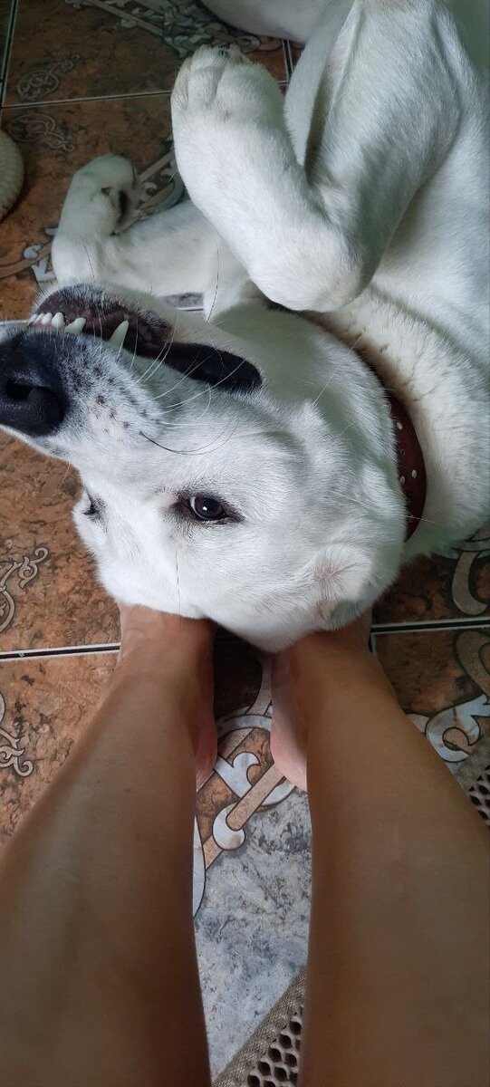 Всем привет! хочу с вами поделиться своими наблюдениями по теме: "Почему же всё-такие многие не хотят заниматься спортом или, хотя-бы выполнять зарядку по утрам" Начну рассказывать вам про психосоматику тела снизу вверх
Итак, лодыжки
Известно ли вам, что все земные причины проблем с физическим телом во многих случаях происходят сначала на энергетическом уровне? Когда начинает буквально сыпаться одна сфера жизни человека за другой, сначала лёгкая простуда, раз - другой… Потом уже неделю болеешь и насморк в зимний период не проходит, потом. Но человек всё равно не замечает. Потом, вдруг неожиданно разрушились отношения, потом проблемы на работе, травмы... и так далее...
Такое происходит по двум причинам:
1. Либо человек реально идёт не туда (это касается как выбора будущей профессии, так и отпуска, партнёра)
2. Непринятие себя

Наверняка каждый из вас не один раз ударялся мизинцем или всеми пальцами ноги… Это происходит один раз потом второй, третий и уже сильнее… А потом вдруг, казалось бы, ни с того ни с сего либо вывих, либо перелом… 

С точки зрения эзотерики, ноги — это наша опора и «символ» движения. Прочность опоры и сила движения зависит от многих факторов.  
Ноги — это наша связь с Землёй, с нашими предками. Спокойно и уверенно шагая по Земле мы растём, путешествуем, открываем для себя новые города, шагаем по карьерной лестнице. 
И вот на сколько устойчива наша опора, насколько крепки и сильны наши ноги, на столько и сильнО желание двигаться в перёд по жизни.
Также психосоматическими причинами травм является, когда что-то в себе не устраивает… То лодыжки толстые, то пальцы на руках как сардельки, а у «Светки» пальцы красивые! Ей бы на пианино играть… То форма черепа не устаивает, то нос, губы, живот…. Такое непринятие себя и своей уникальности тоже часто приводит к физическим травмам… Когда девочке кажется, что она недостаточно красивая, то сразу начинается реакция тела. Начинают «вылезать» разные негативные подтверждения этому, акне, прыщи, аллергические реакции или в кругу общения появляется другая девочка, которая «НА МНОГО симпатичнее меня»…
Итак, лодыжки и причины травм… Выше я уже сказала о двух основных причинах, ведущие к негативным последствиям.
Я, в своё время выбрала первый способ… Когда мне было 11-12 лет я ходила на спортивные танцы. И, наш хореограф решила ввести новшество и добавить занятия балетом. Мне они жутко не нравились, так я не люблю (правда я тогда этого не осознавала) «замедляться». Все эти «па» и «батман тандю» меня жутко раздражали. Мне хотелось двигаться! Мне хотелось танцевать! Я сказала об этом родителям, но не была услышана… Потом, на очередном занятии я случайно неправильно присела на корточки, стоя на носочках, и ву-аля! Я подвернула лодыжку. Больно было ужасно, но всё прошло уже к вечеру того же дня. Это было первое предупреждение). Через 10 лет, я собралась за муж… Сразу скажу, что ни мой бывший муж, ни я не хотели свадьбу. Но мы так же не хотели расстраивать наших родителей… Я была беременная и у меня был жуткий токсикоз, я была вымотана… Бегая по рынку, в поисках удобной обуви для второго дня, я вновь поскользнулась и снова подвернула лодыжку, и снова правая нога. Есть ещё мысль, что правая сторона в теле человека — это мужская энергия, левая — женская энергия. Да, на тот момент у меня были вопросы в отношении с папой…
