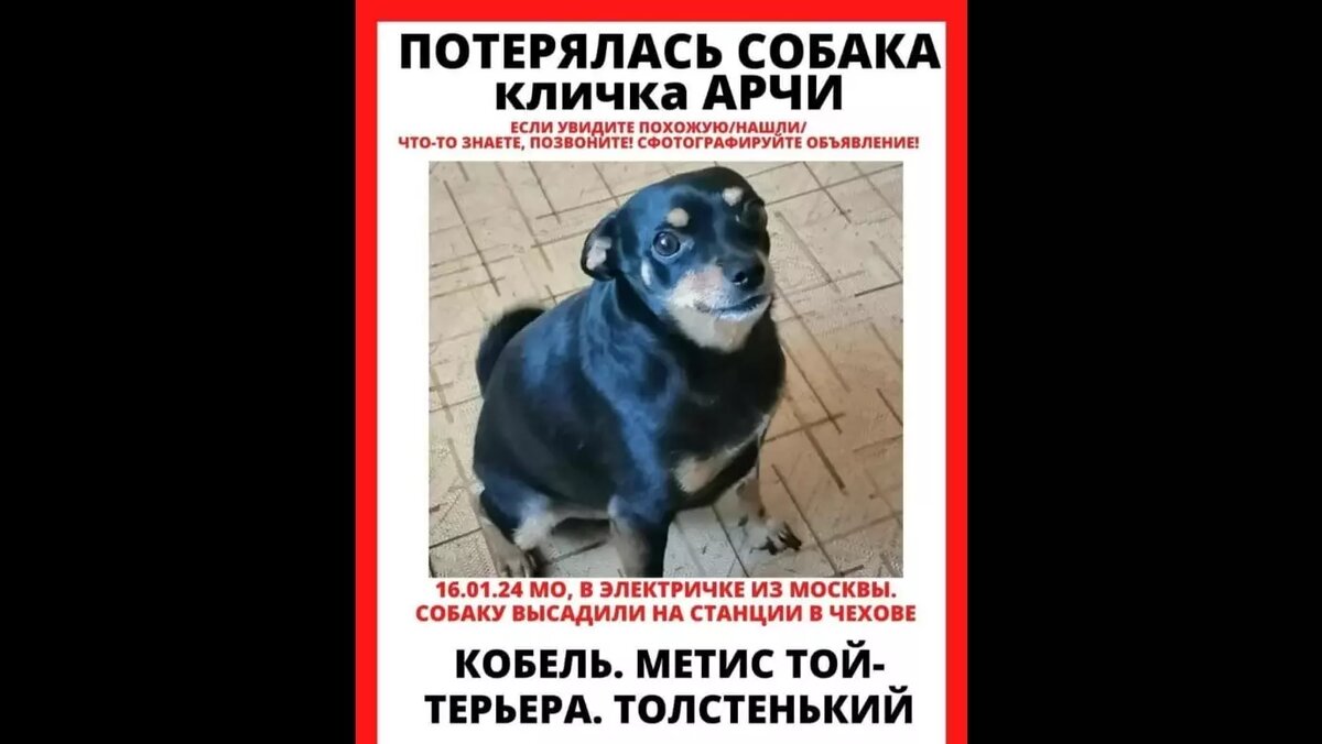     История с котом Твиксом, который был выброшен проводницей из вагона поезда и замерз насмерть, получила продолжение. Из электрички в Подмосковье высадили хозяина той-терьера Арчи, собака же осталась с в вагоне, и ее высадили. Что делать, чтобы в РЖД относились к животным гуманнее?