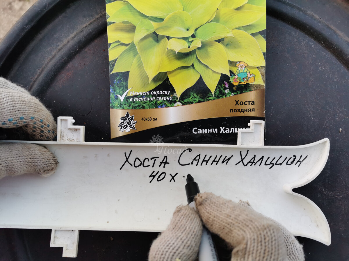 Эта хоста после посадки просто пропала. Но... Смотрите последнее фото и пояснение к нему.