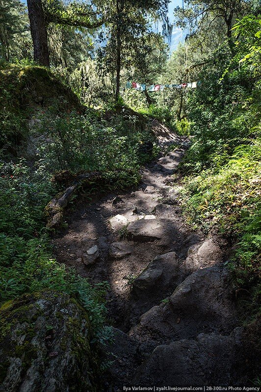 Рассказ гнездо. Изложение соловьиное гнездышко. Аксаков гнездо. Гнездо основная мысль. Гнездо основная мысль.