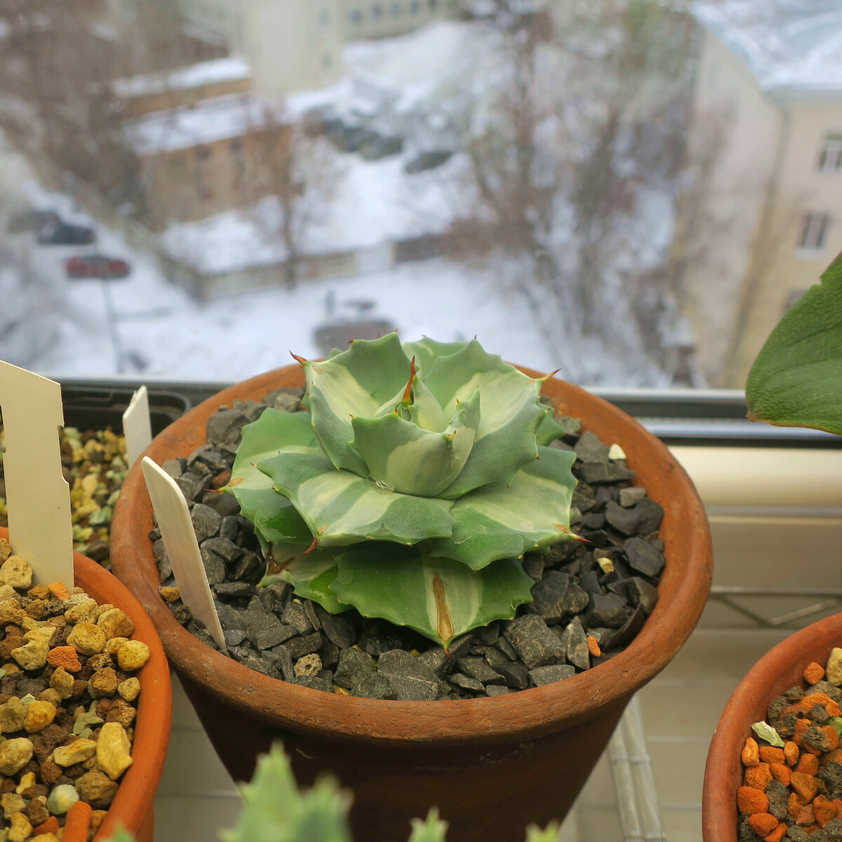 Agave potatorum var. verschaffeltii f. variegata
