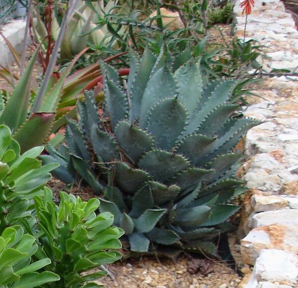 Agave potatorum, источник: https://flickr.com/photos/32378995@N08/4171947967/