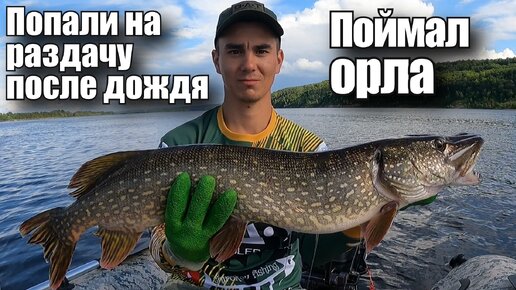 ПОПАЛИ НА РАЗДАЧУ ПОСЛЕ ДОЖДЯ. ПОЙМАЛ ОРЛА НА ВОБЛЕР!