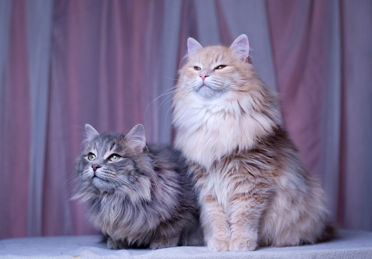 Братья-мичуринцы