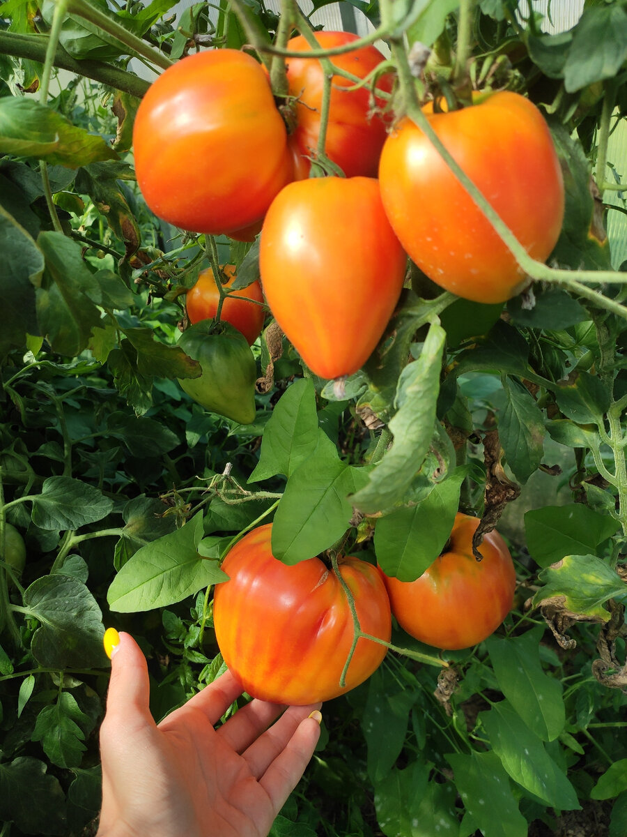 Могут ли посадить врача. Уголовная ответственность врача. Врачебная ошибка. Врач в наручниках. Врачебная ошибка сериал тюрьма.