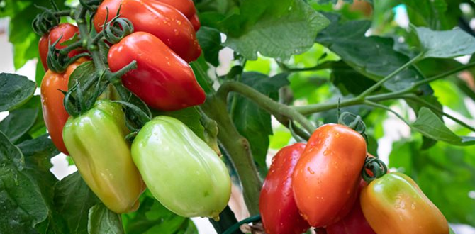 такие чудо-помидорки выросли у нас прошлым летом