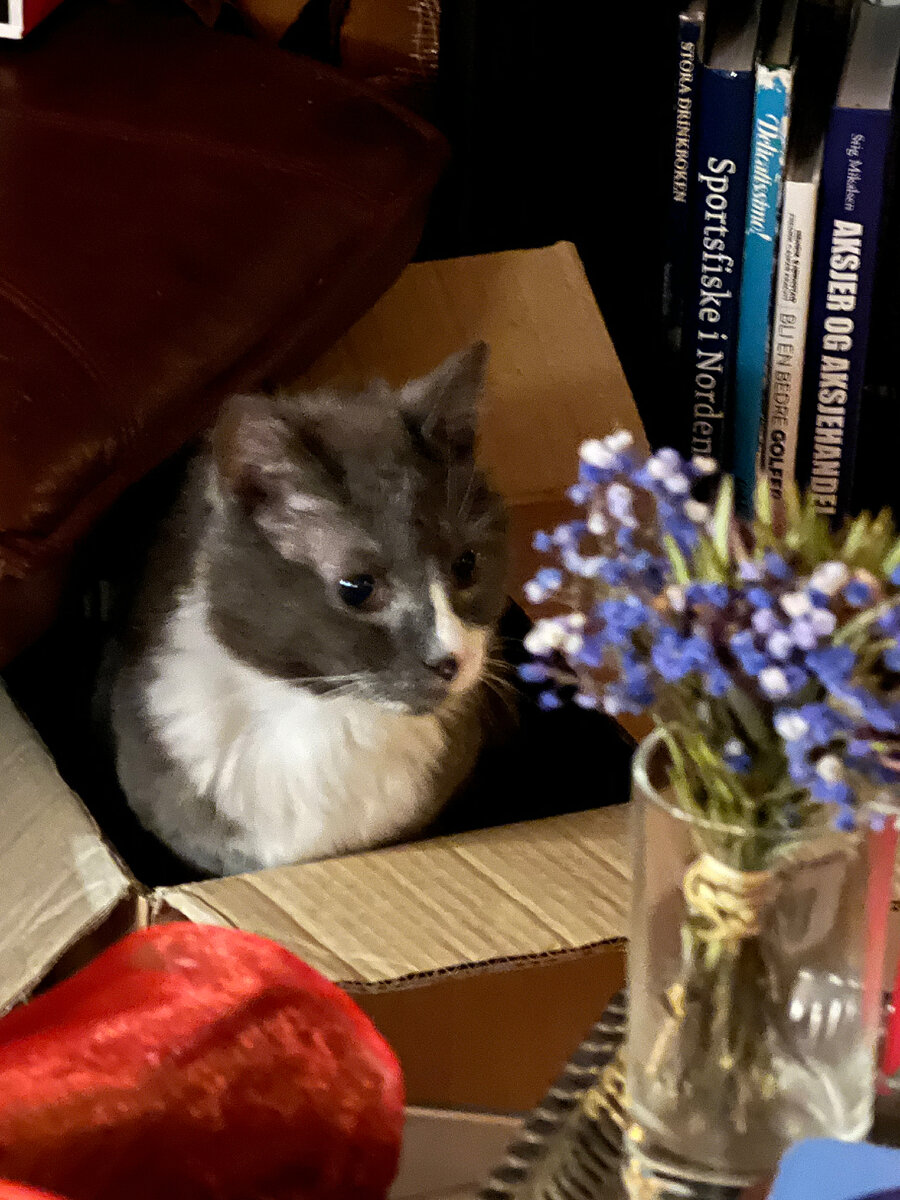 Взрослые котики тоже любят коробки