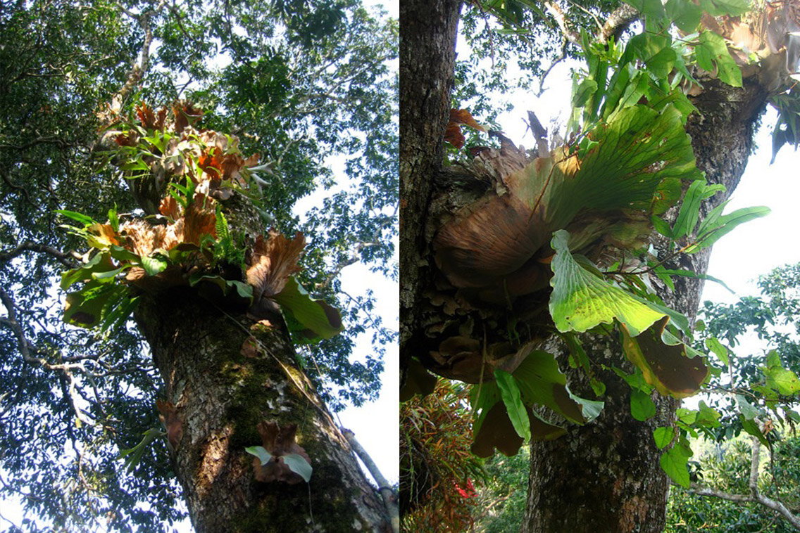 Дерево сипо: произрастание