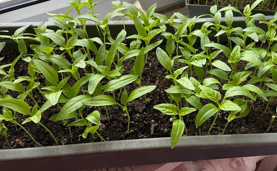 проросток растения. ускорить рост семян. проростки семян фасоли в земле. росток из семени. ускорить рост семян.