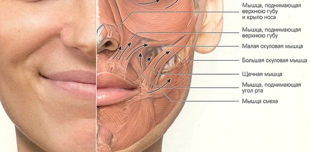 Складка между носом и губой. Мышцы лица щек. Складка между носом и щекой.