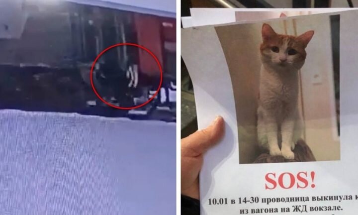Момент высаживания кота Твикса был запечатлён на камеры видеонаблюдения
