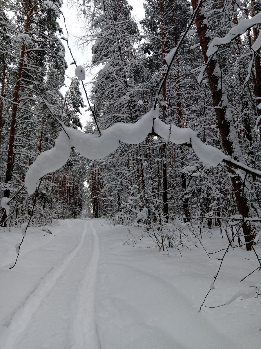 Зимняя дорога в лесу