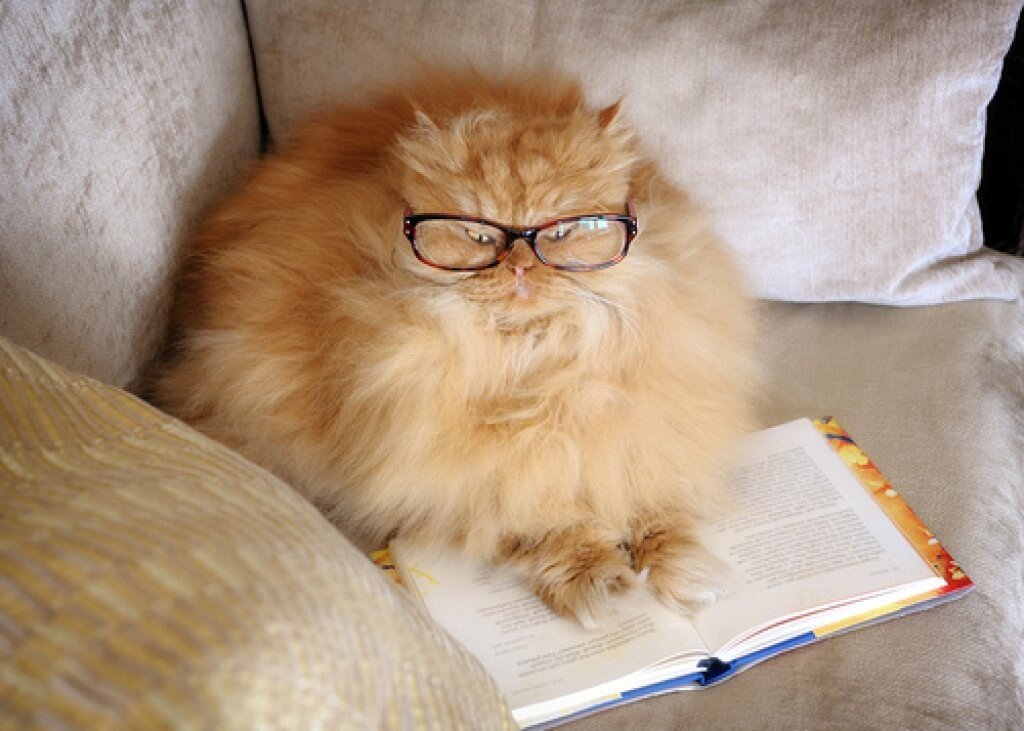 Покажи умную картинки умную. Жирный кот в очках. Рыжий кот в очках. Очень умный кот. Рыжие персидские коты.