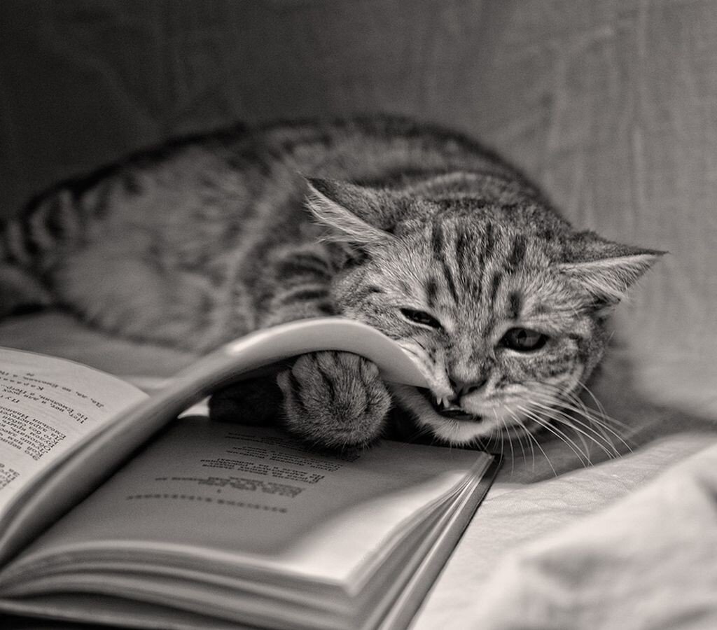 Любишь животных читай. Книги про кошек. Коты и книги. Кот с книгой. Кот с книжкой.