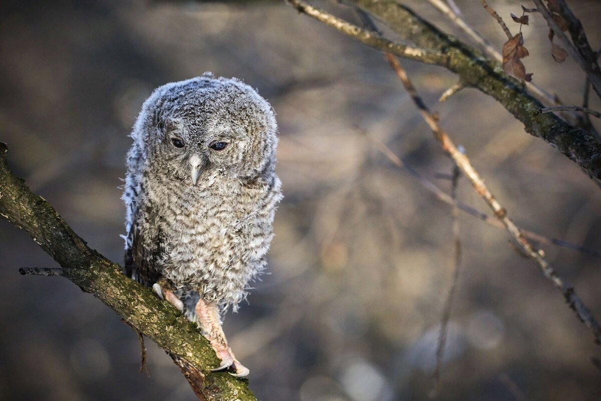 красная книга москвы. краснокнижные животные москвы. краснокнижные животные москвы. заяц-русак. красная книга москвы 2020.