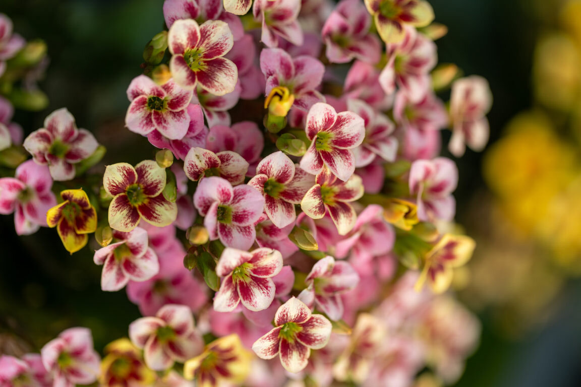 https://freenaturestock.com/beautiful-textured-flowers/