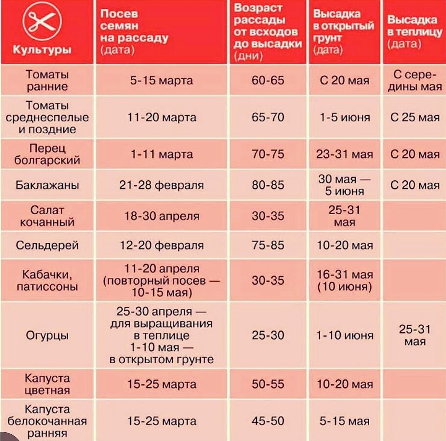 Даты посадки помидоров на рассаду в 2024