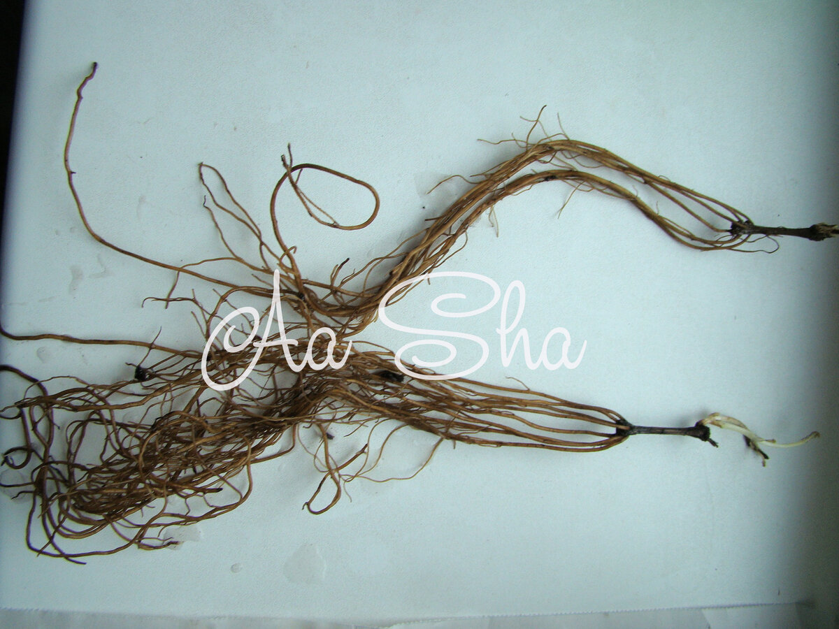 10 октября 2023 г. Второй сезон, начало.