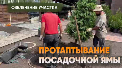 какие деревья сажают у дома. клен глобозум изгородь. японский клен гиннала. сирень палибин на штамбе. самшит вечнозеленый бордюр.