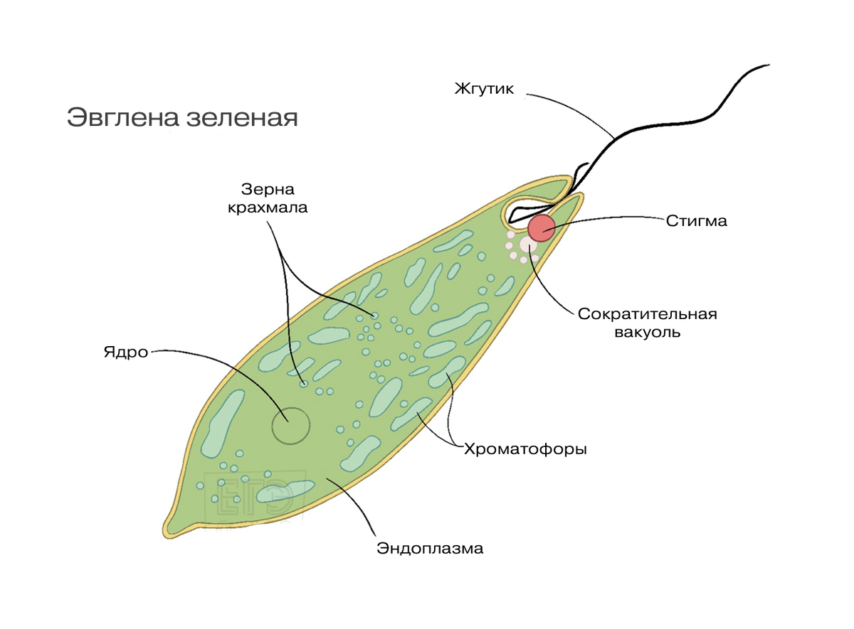 Эвглена зеленая какое питание