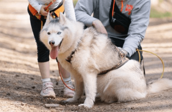лав лап топ-питомник английский бульдог щенки. королевский мастиф. лав лап топ-питомник английский бульдог щенки. английские питомники собак. щенки с буквами об их жизни.