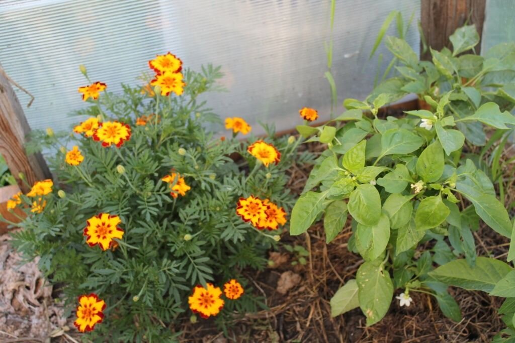  Бархатцы и перцы