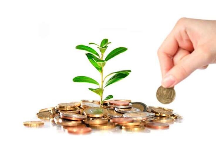 Долларовое дерево толстянка. Как посадить денежное дерево для денег. Цветок в плошке денежное. Как посадить денежное дерево для денег. Пересаживание крассулы.