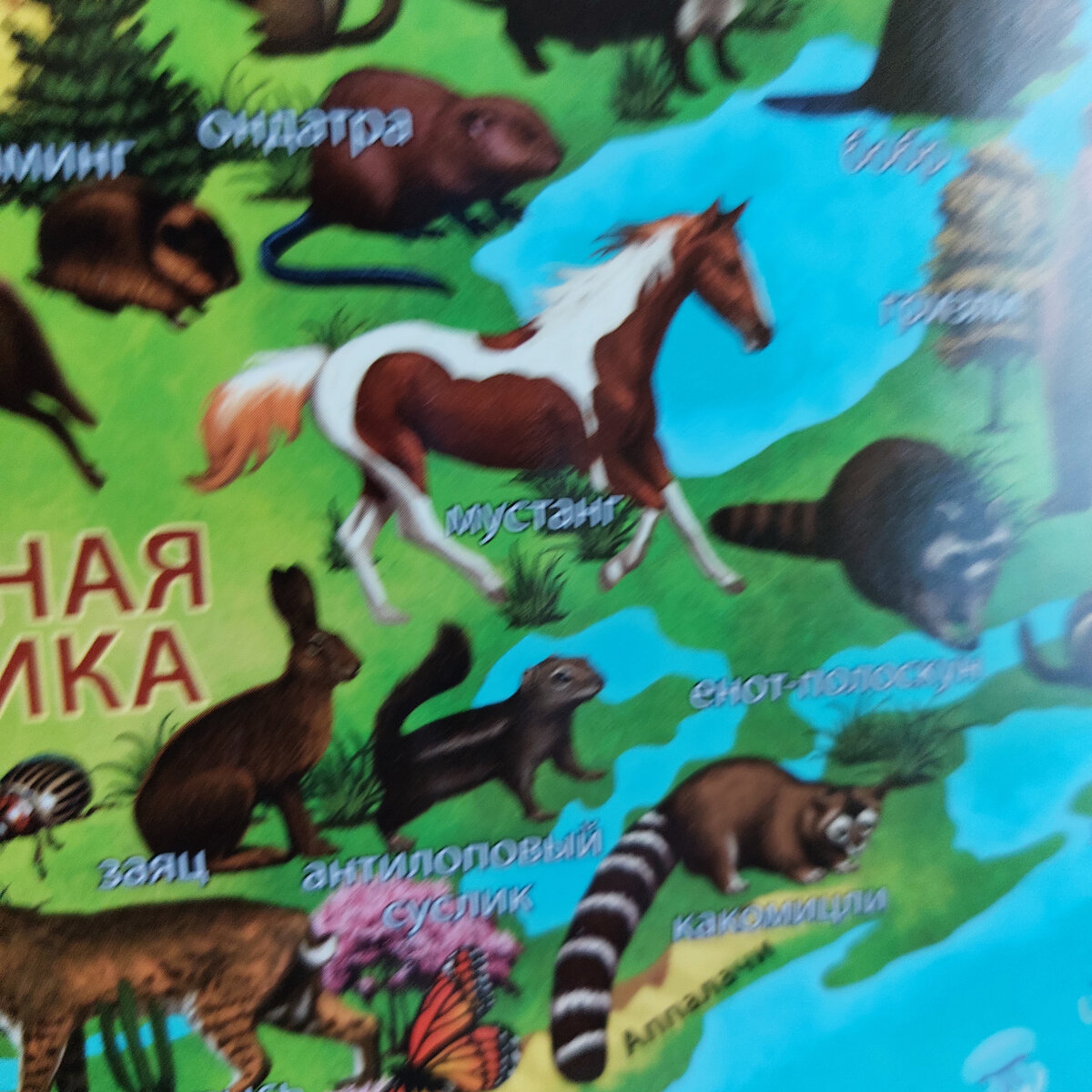 Это фото детской карты внучки. Занимались с ней полезным делом-фотографировали все подряд