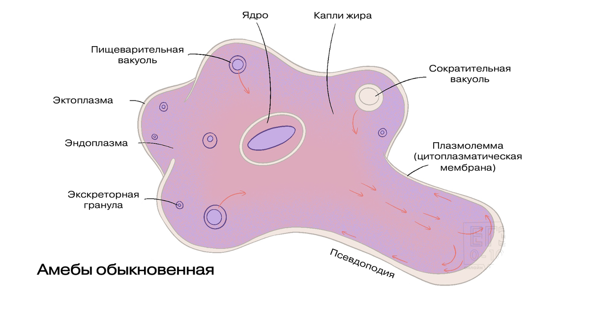 Одноклеточная жизнь | ELLESS | Дзен