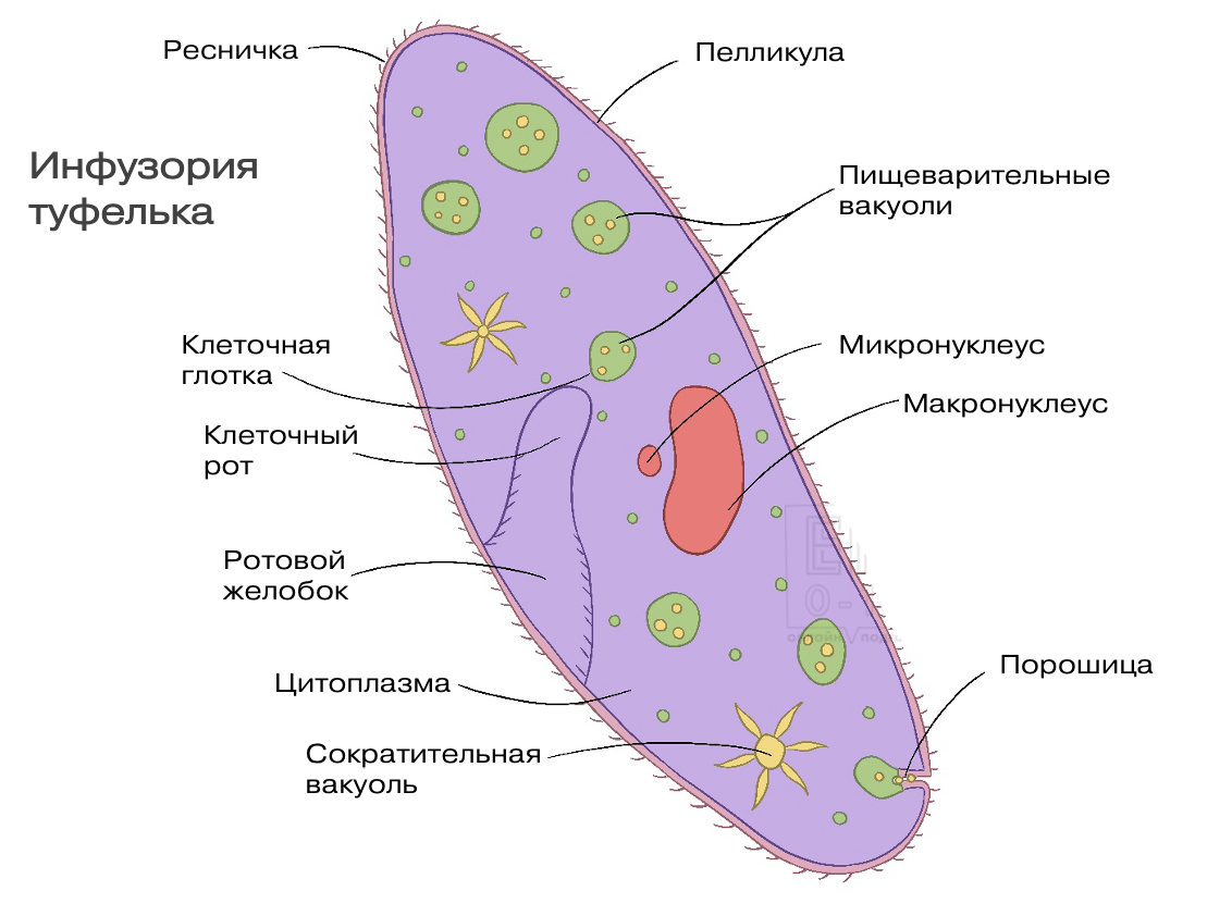 ИНФУЗОРИЯ туфелька, корм для мальков, Paramecium