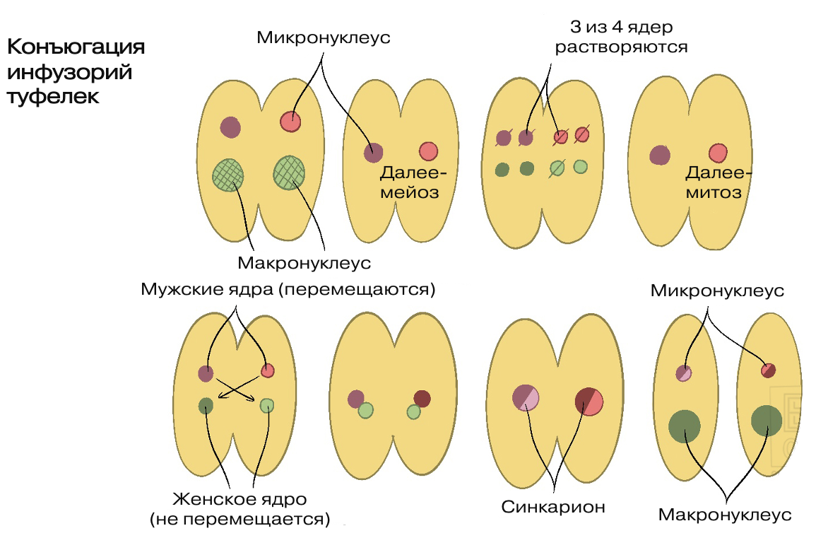 ЗАСЕЛЕНИЕ НУКЛЕУСОВ ОТ А ДО Я, ТРЯСЁМ ПЧЕЛУ ДЛЯ НУКОВ???