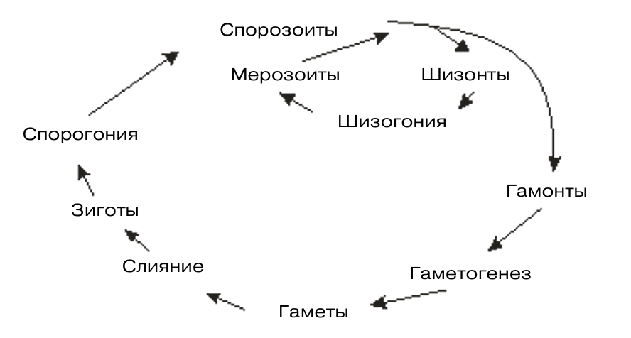 Малярийные комары — Википедия